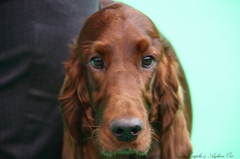 Crufts2011 393.jpg